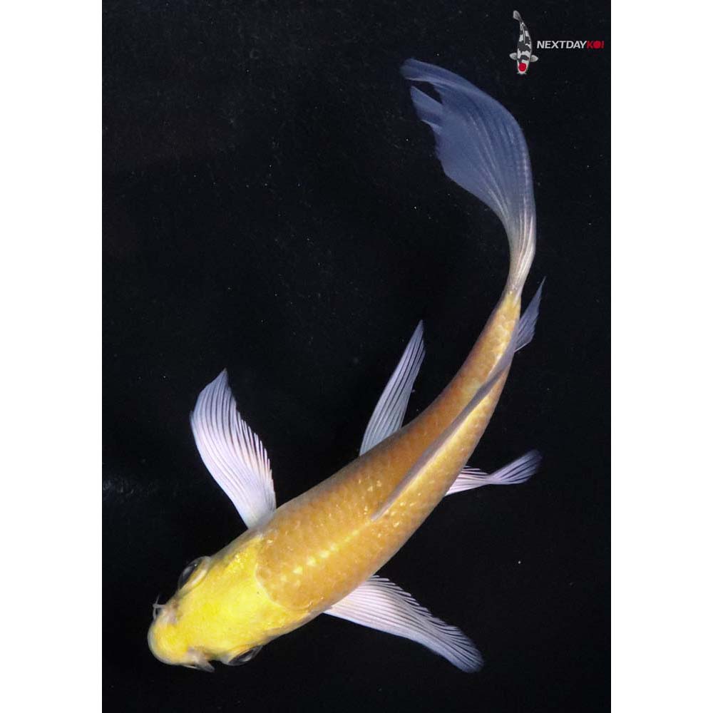 4” Imported Yamabuki Ogon Butterfly Koi