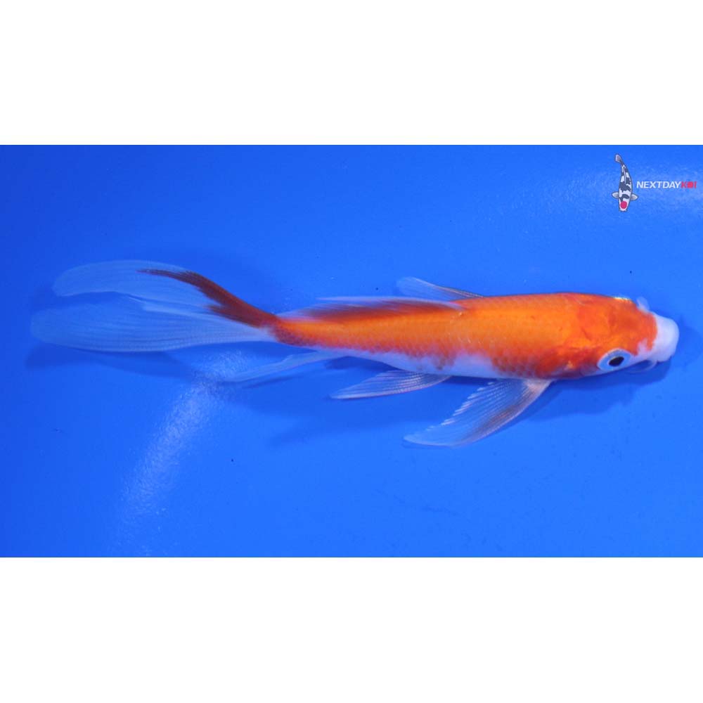 4” Imported Kohaku Butterfly Koi
