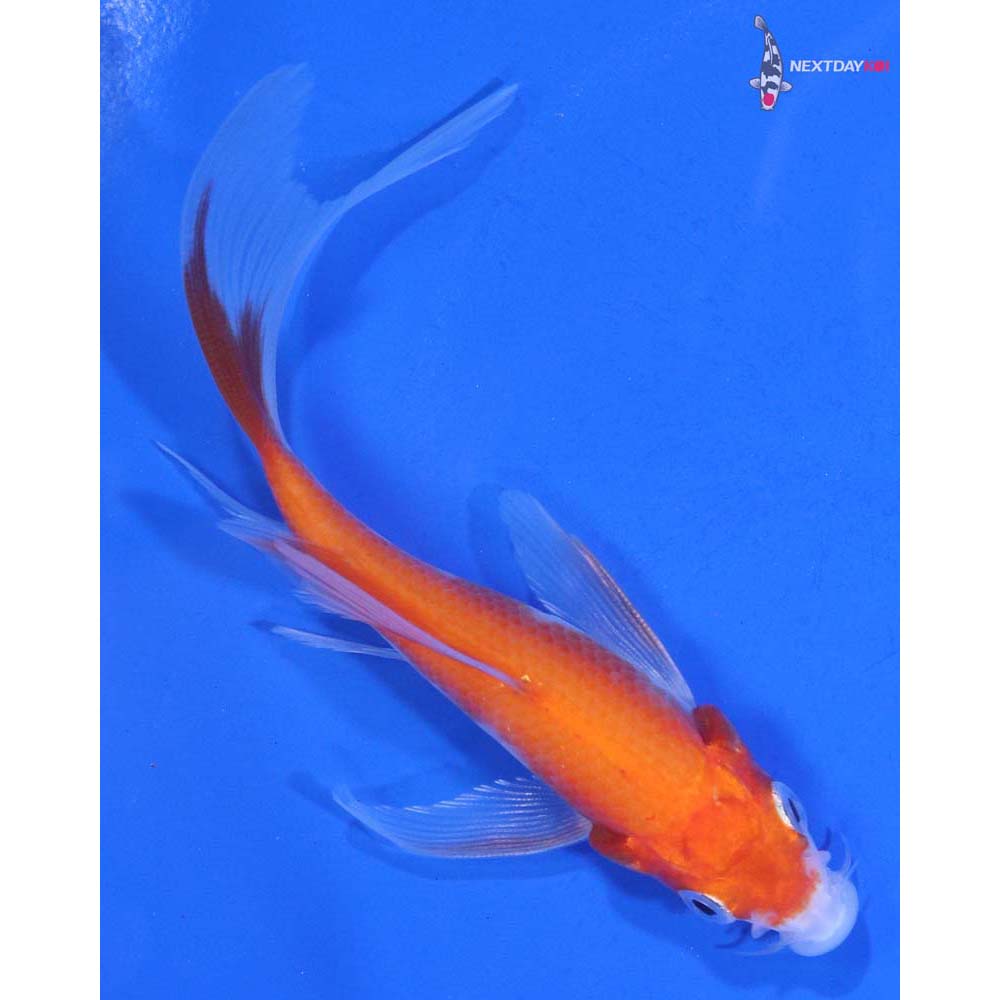 4” Imported Kohaku Butterfly Koi