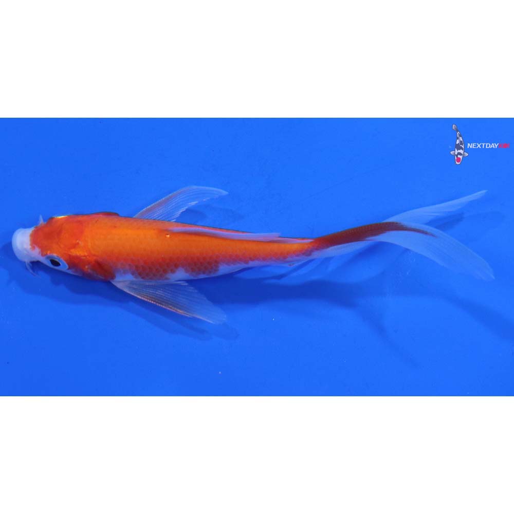 4” Imported Kohaku Butterfly Koi