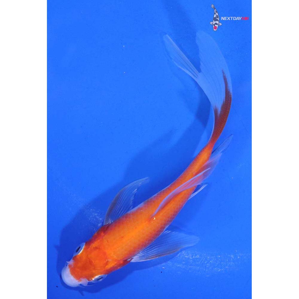 4” Imported Kohaku Butterfly Koi