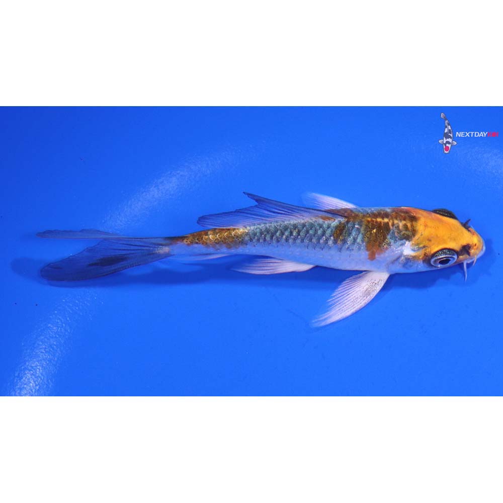 4” Imported Kujaku Butterfly Koi