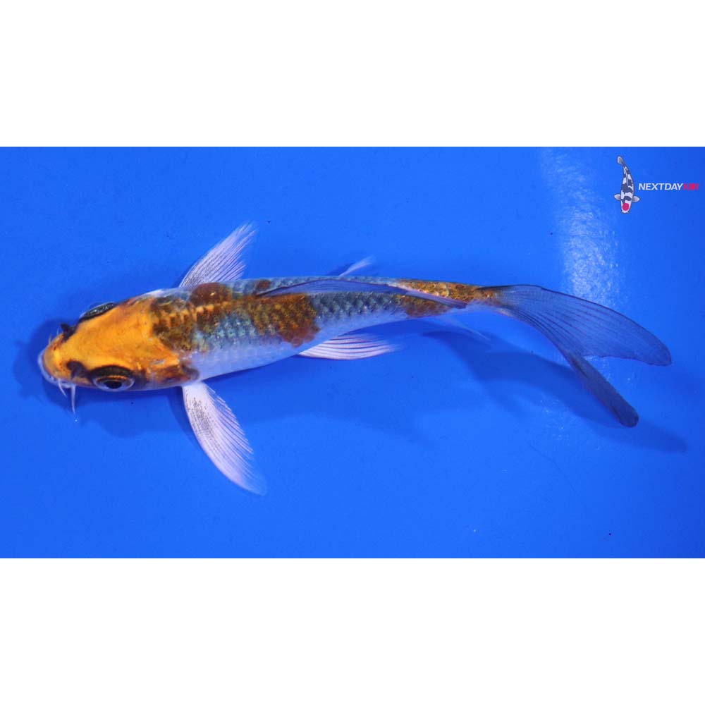 4” Imported Kujaku Butterfly Koi