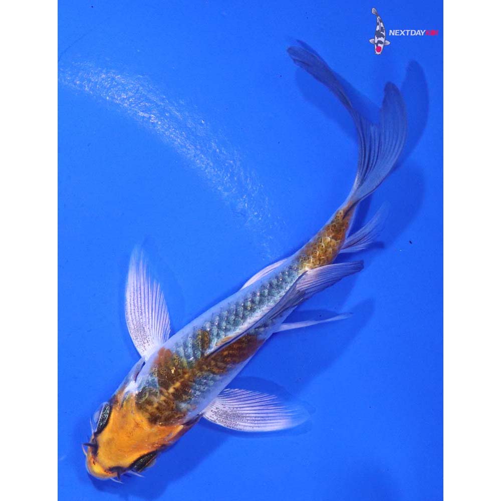 4” Imported Kujaku Butterfly Koi
