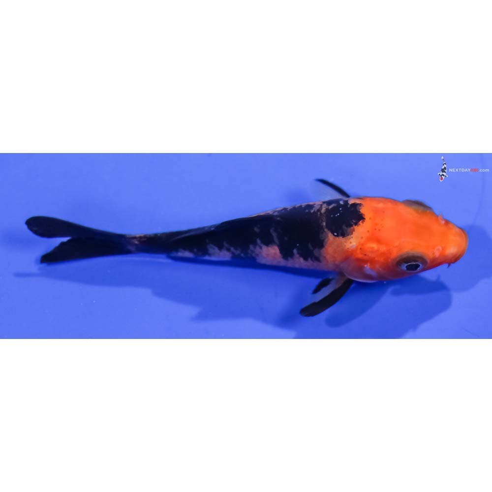 3” Imported Aka Bekko