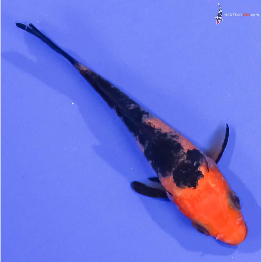 3” Imported Aka Bekko