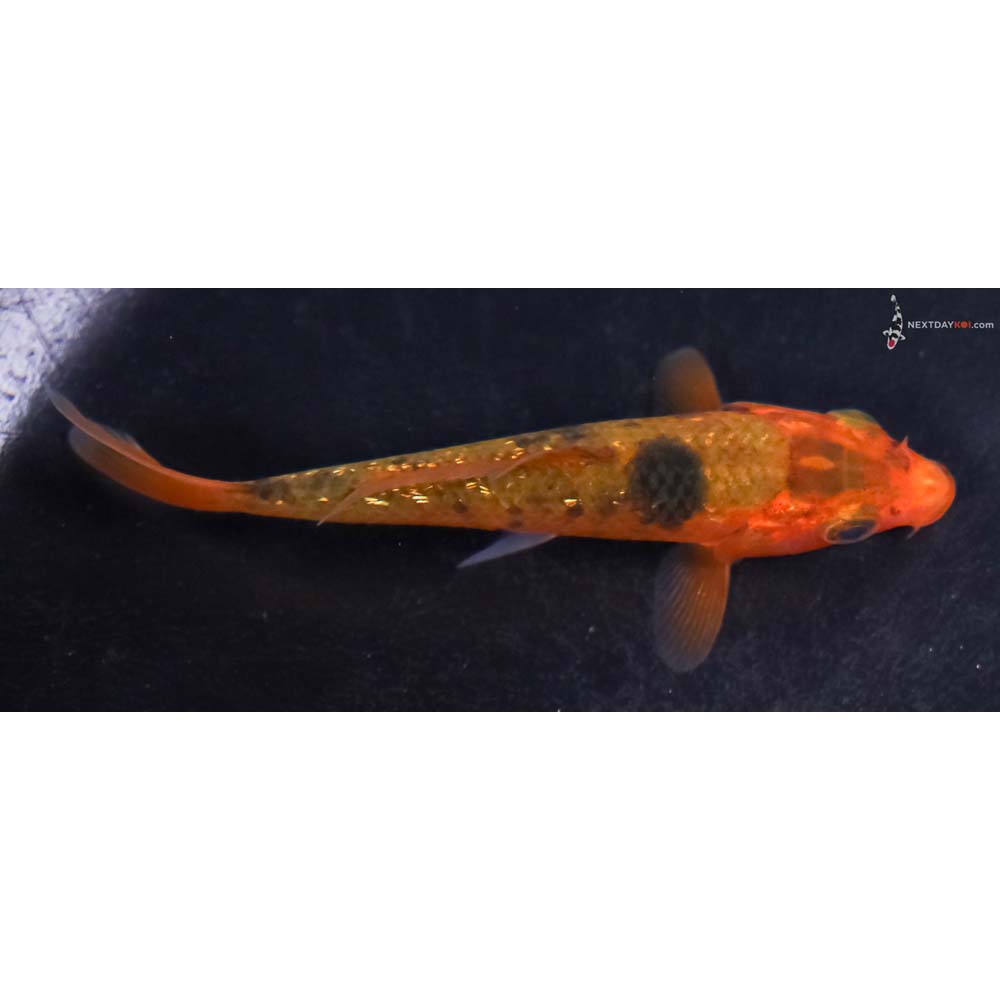 3.5” Imported Gin Rin Ochiba Shigure