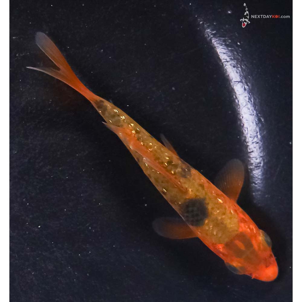 3.5” Imported Gin Rin Ochiba Shigure