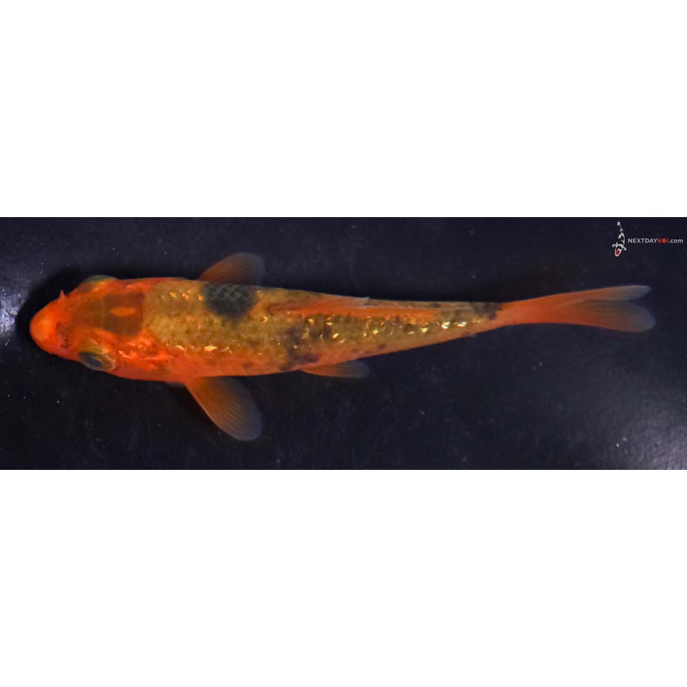 3.5” Imported Gin Rin Ochiba Shigure