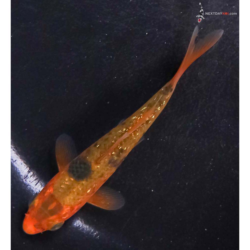 3.5” Imported Gin Rin Ochiba Shigure