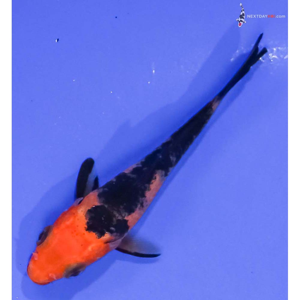 3” Imported Aka Bekko