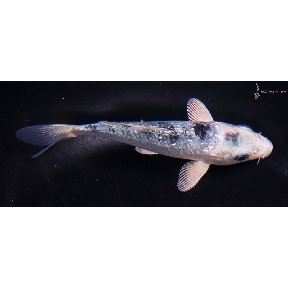 4” Imported Gin Rin Blue Gin Shiro Bekko