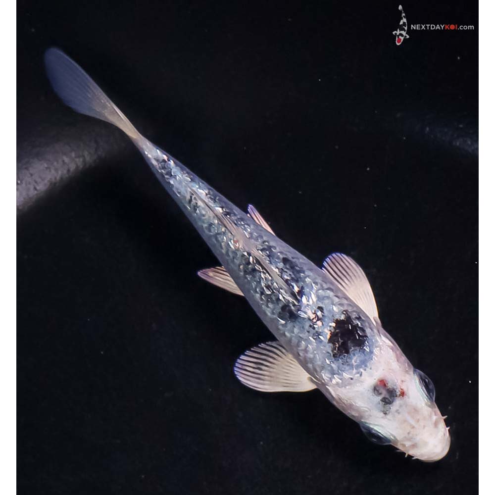 4” Imported Gin Rin Blue Gin Shiro Bekko