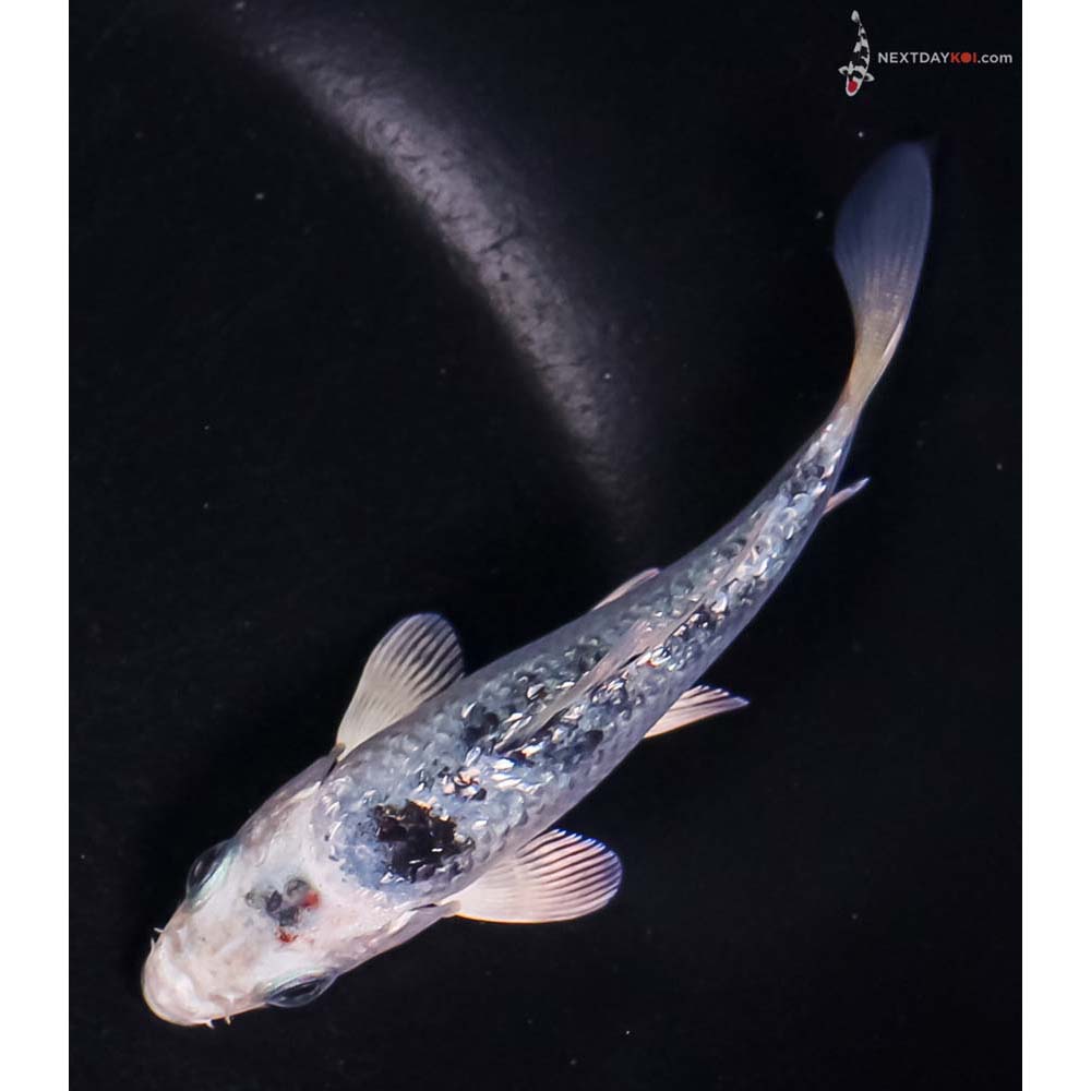 4” Imported Gin Rin Blue Gin Shiro Bekko