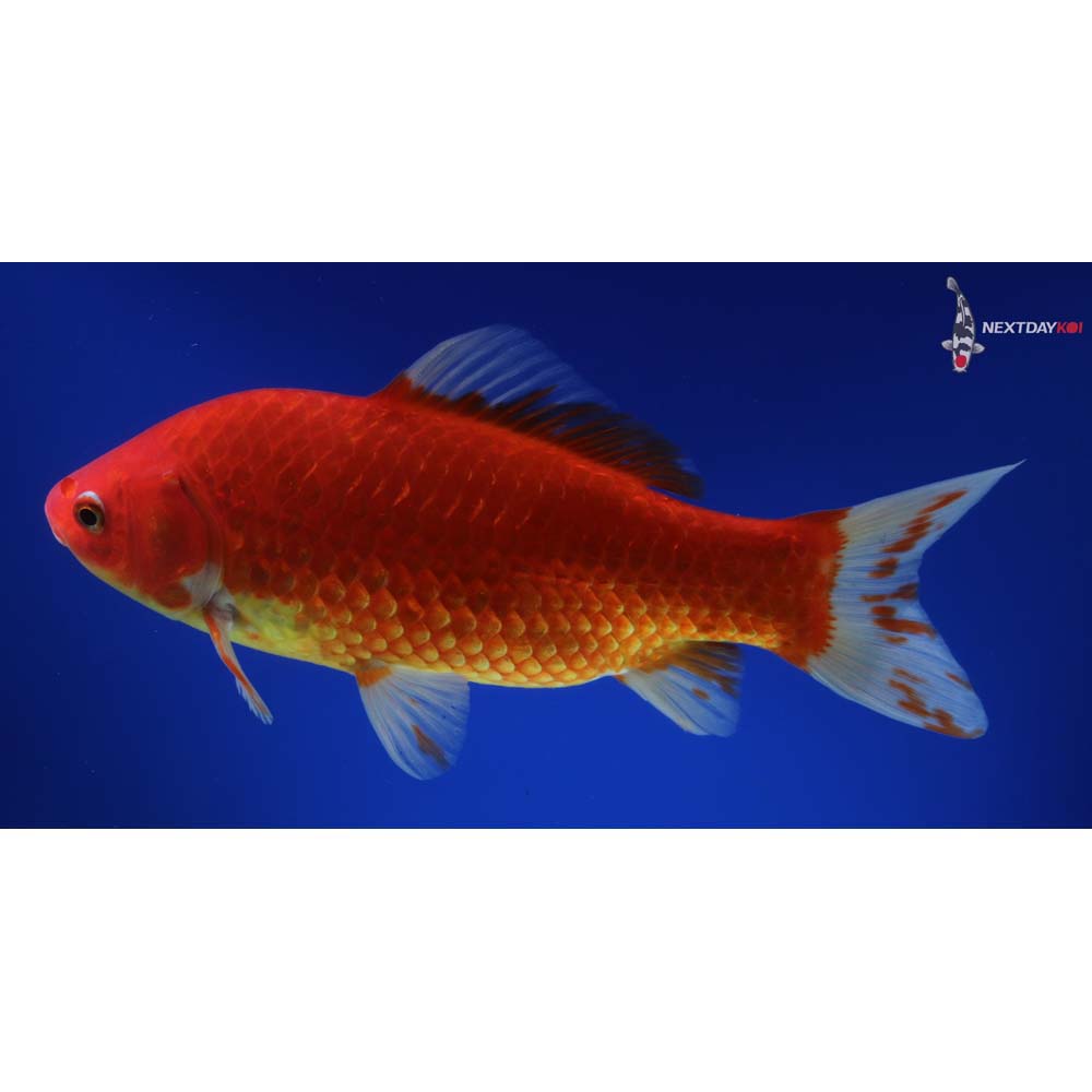 9” Imported Red Comet