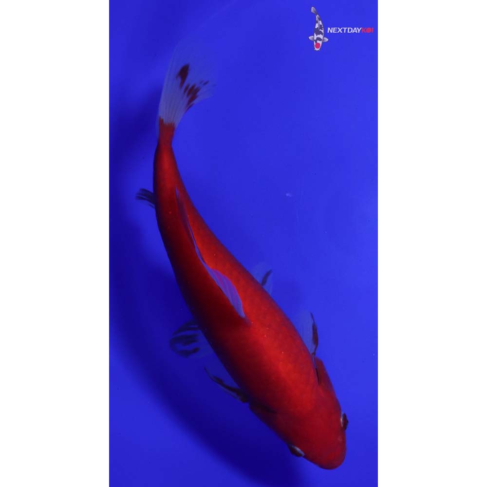 9” Imported Red Comet