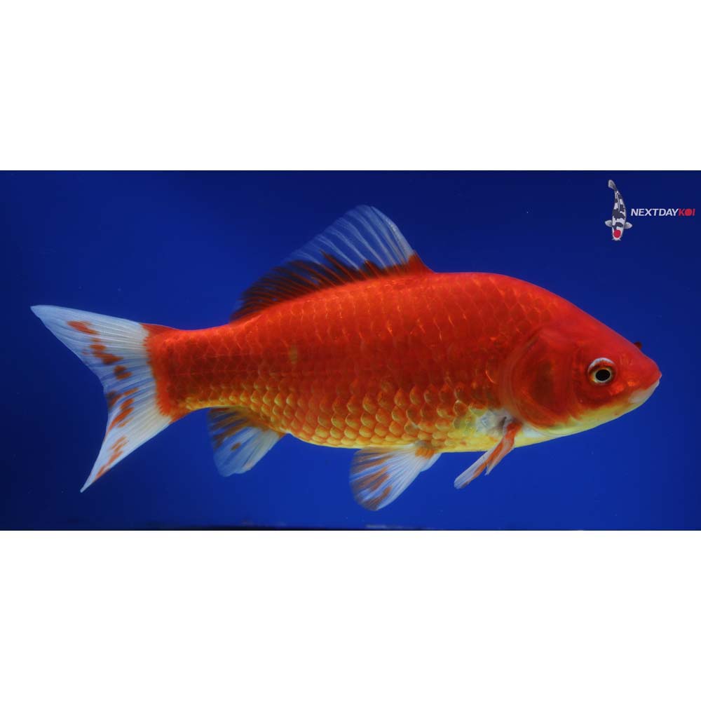 9” Imported Red Comet