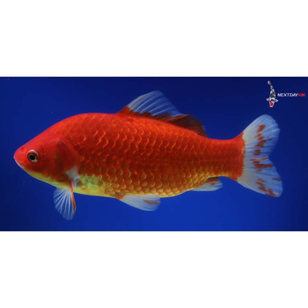 9” Imported Red Comet