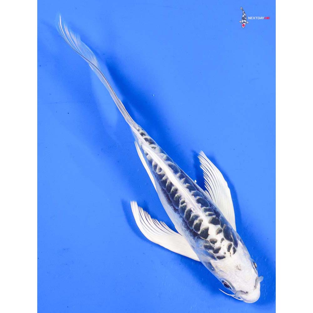 6” Imported Doitsu Gin Matsuba Butterfly Koi