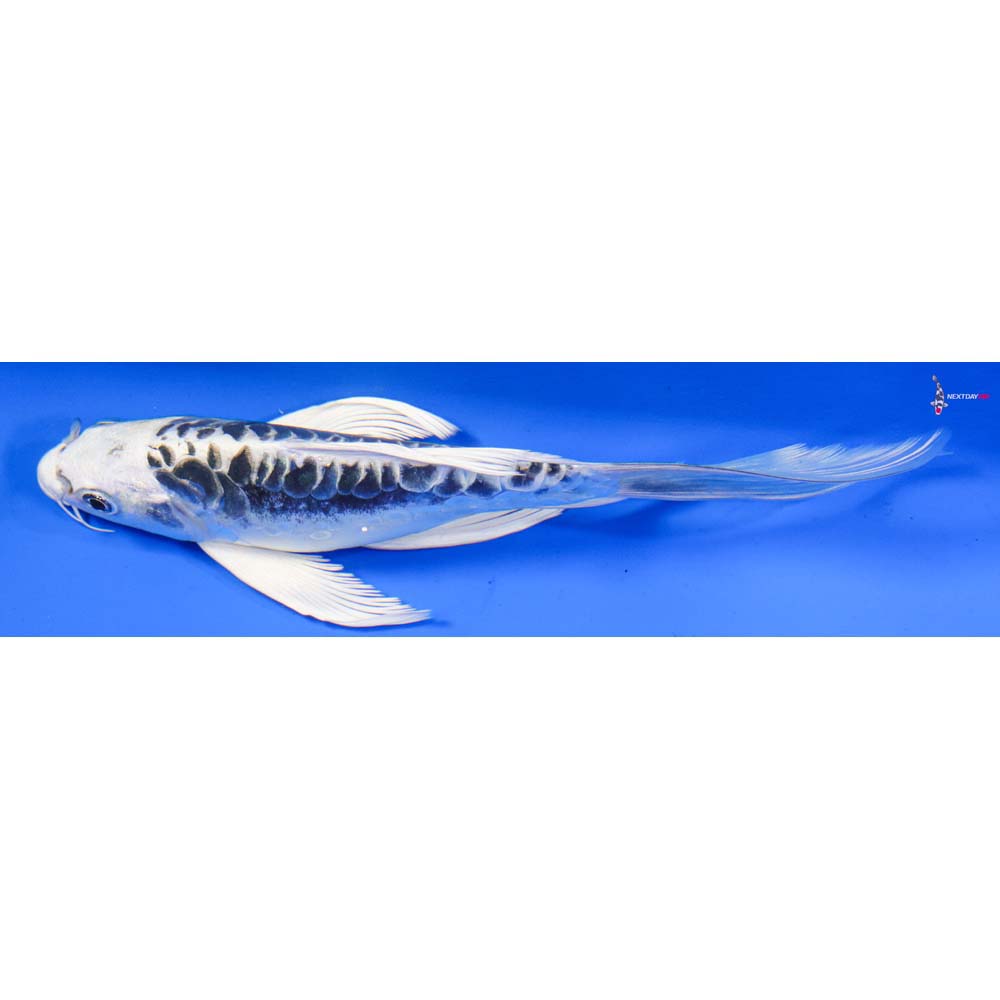 6” Imported Doitsu Gin Matsuba Butterfly Koi