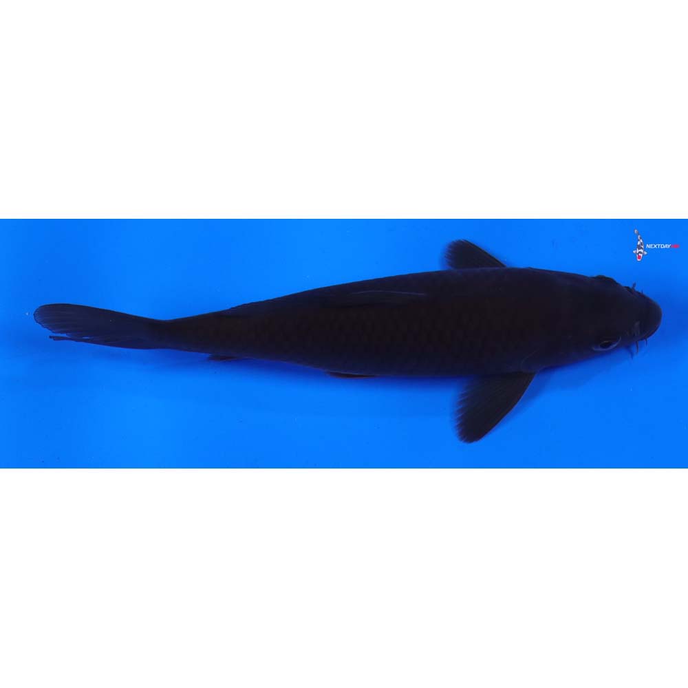 6” Imported Chagoi