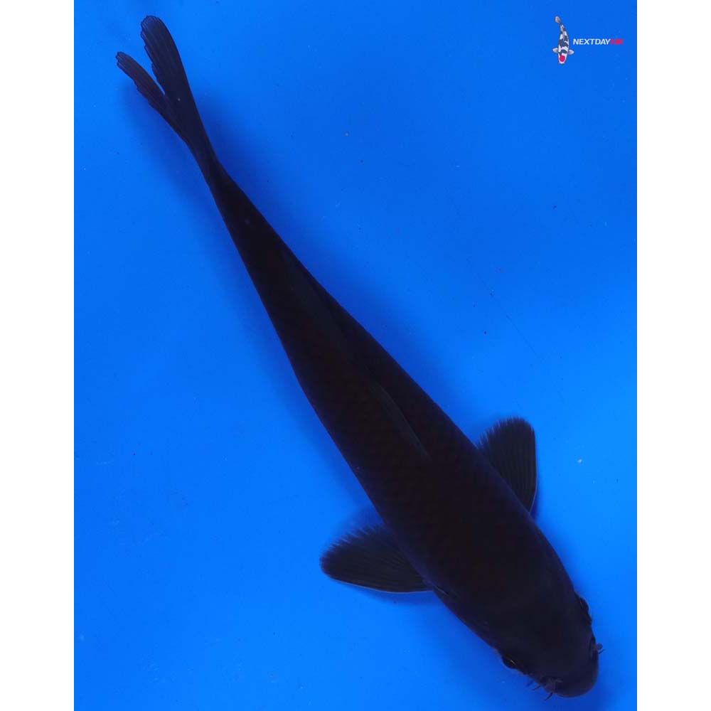 6” Imported Chagoi