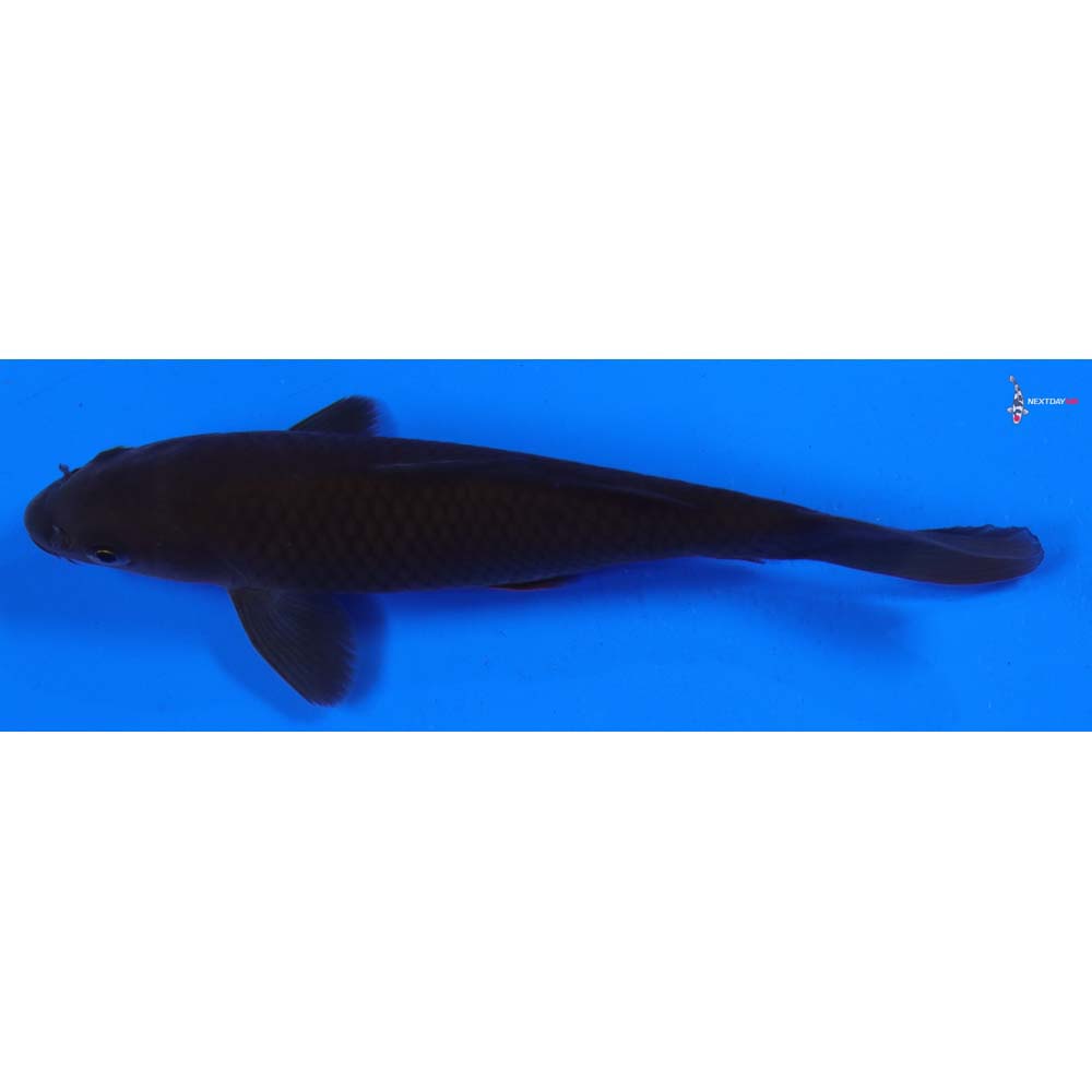 6” Imported Chagoi