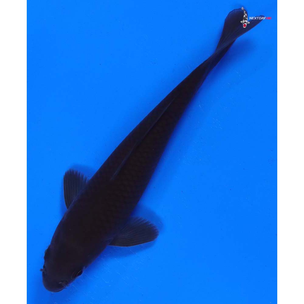 6” Imported Chagoi