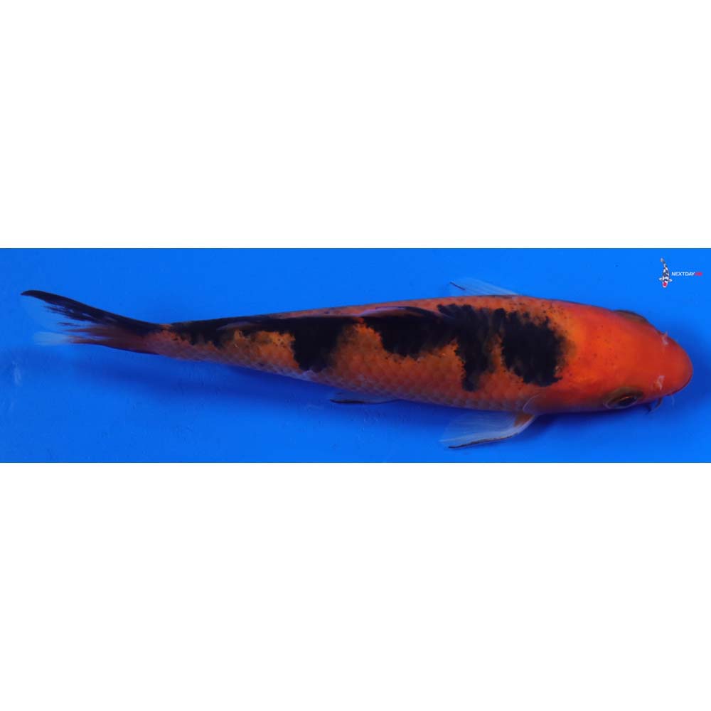 5.5” Imported Aka Bekko