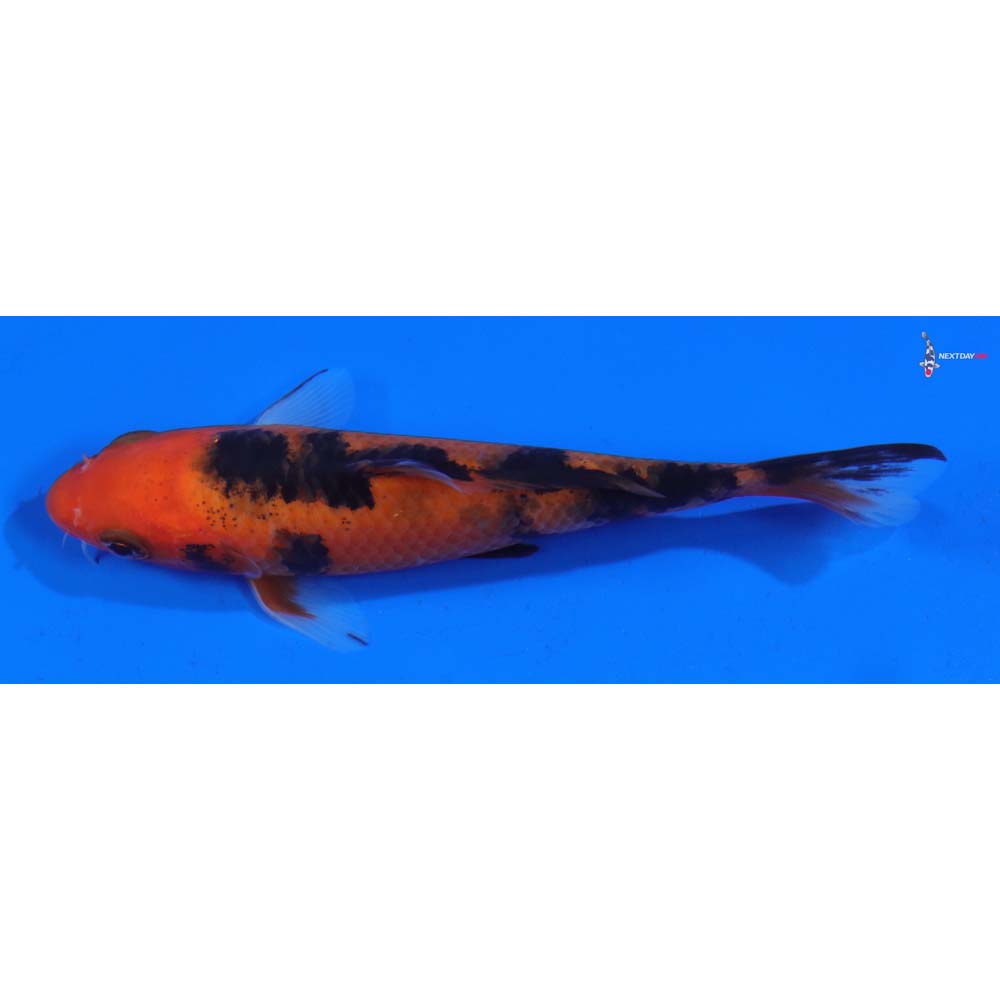 5.5” Imported Aka Bekko