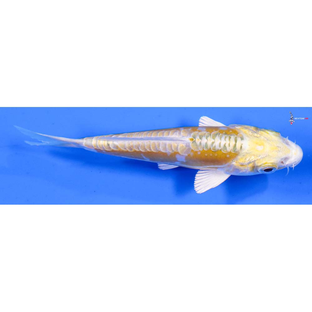 4” Imported Doitsu Lemon Hariwake