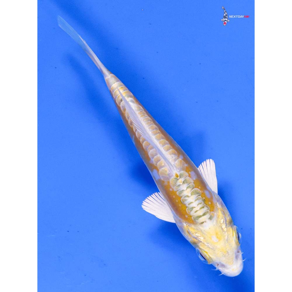 4” Imported Doitsu Lemon Hariwake