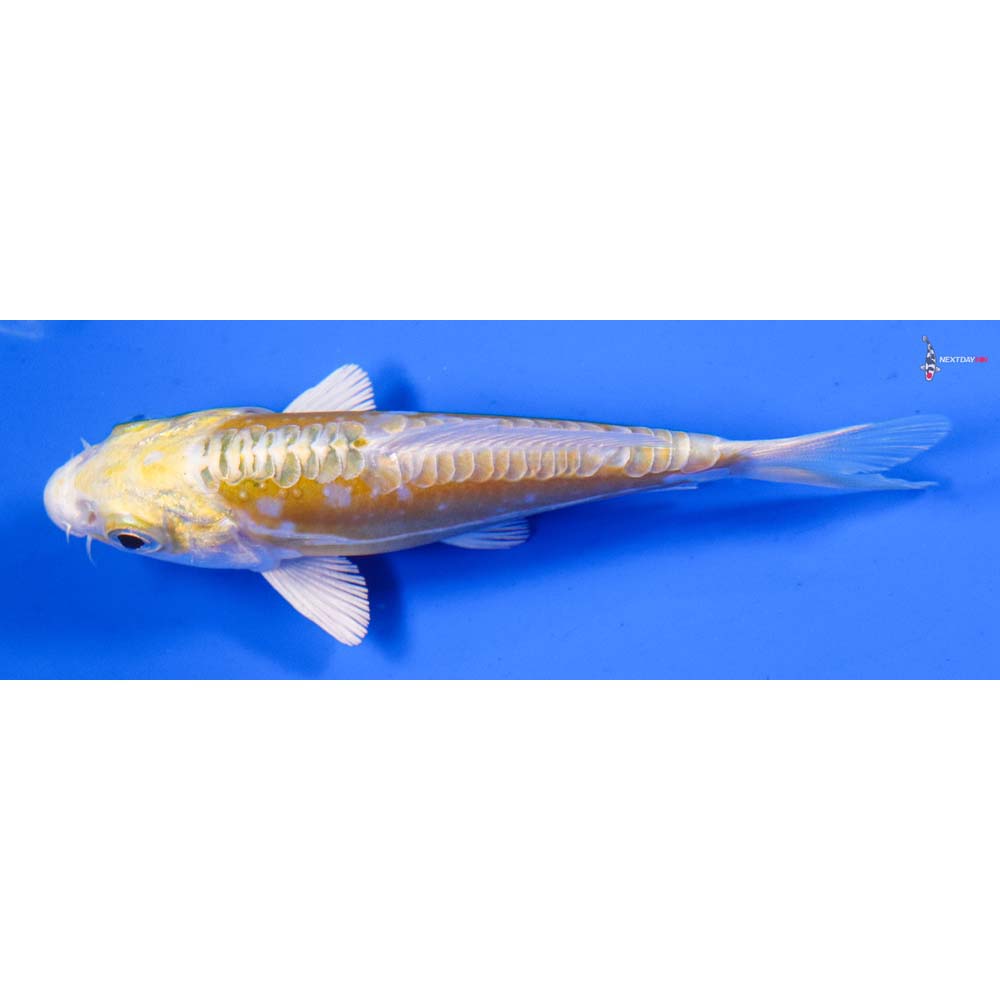 4” Imported Doitsu Lemon Hariwake