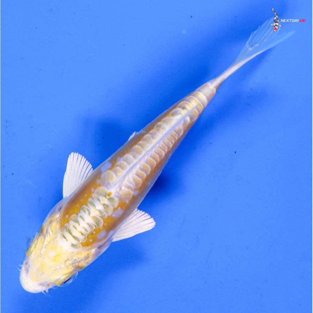 4” Imported Doitsu Lemon Hariwake