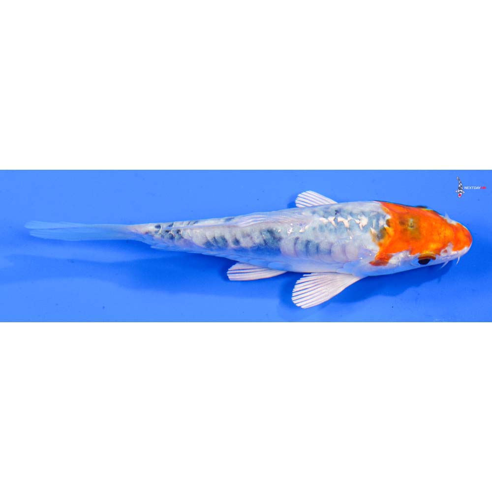 4” Imported Heisei Nishiki