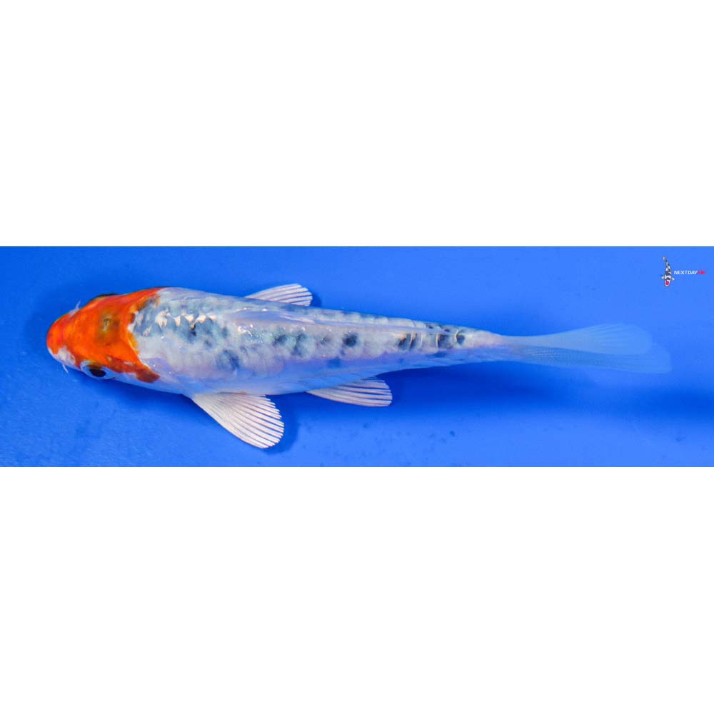4” Imported Heisei Nishiki