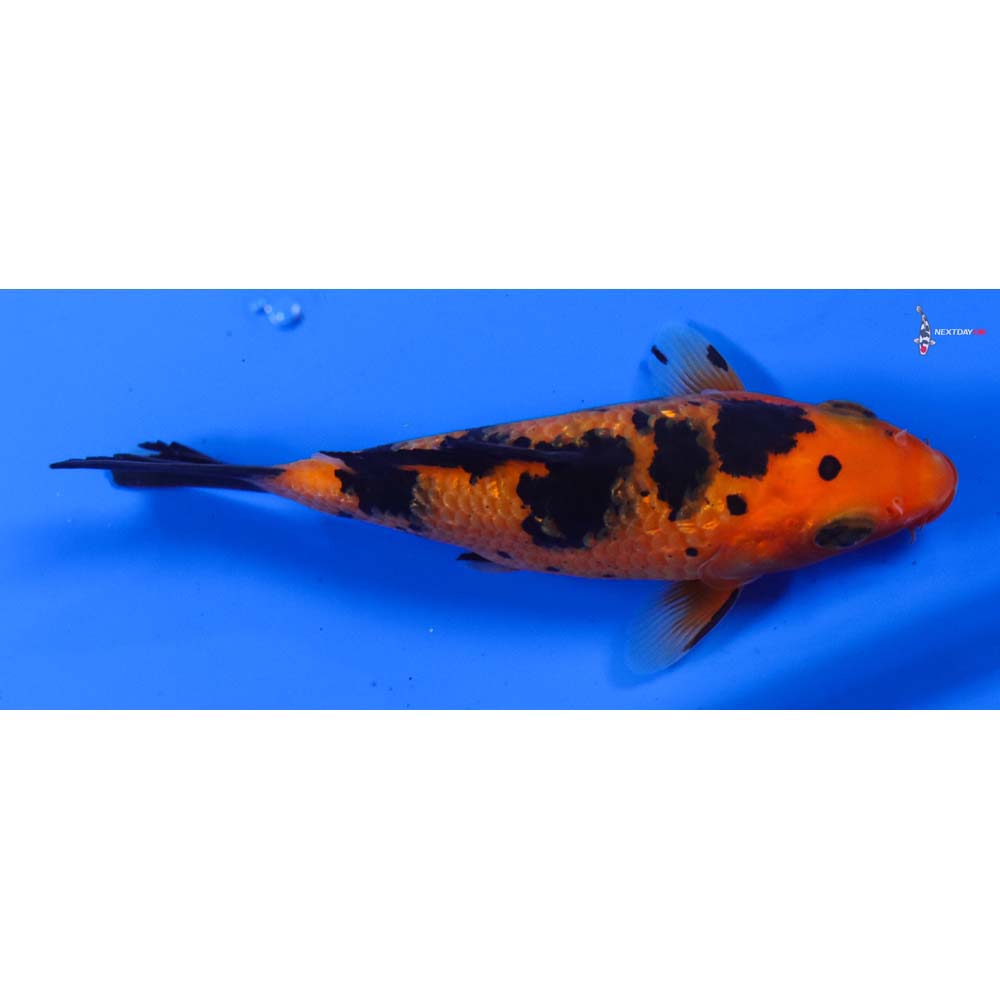 4” Imported Gin Rin Aka Bekko