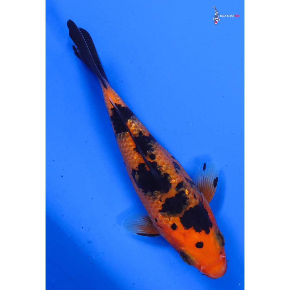 4” Imported Gin Rin Aka Bekko
