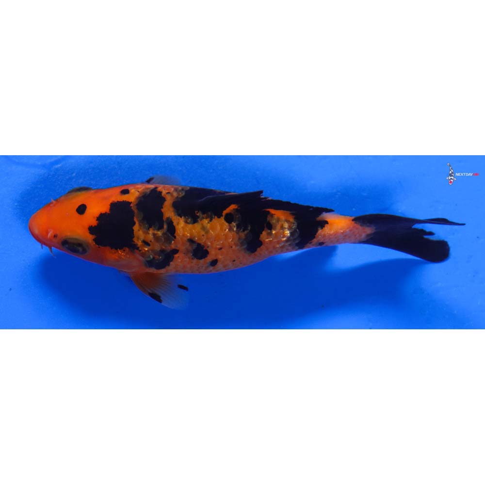 4” Imported Gin Rin Aka Bekko