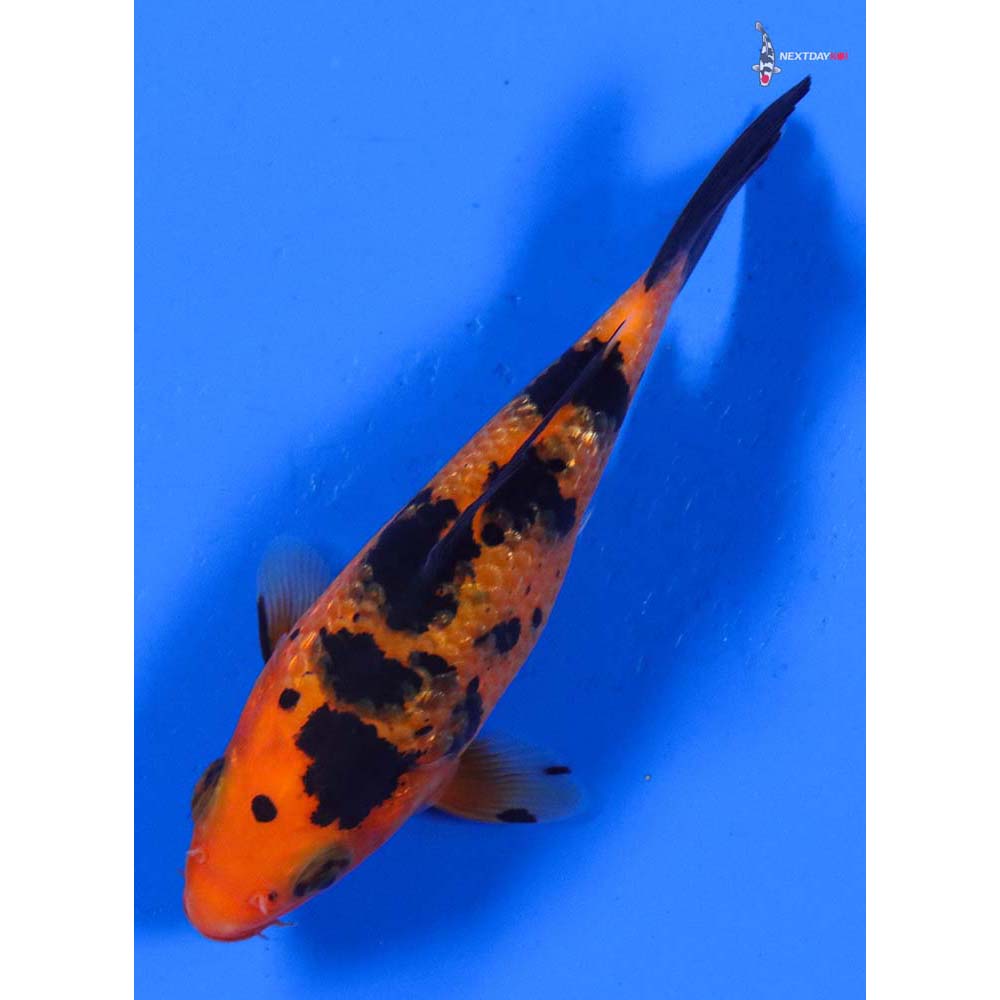 4” Imported Gin Rin Aka Bekko