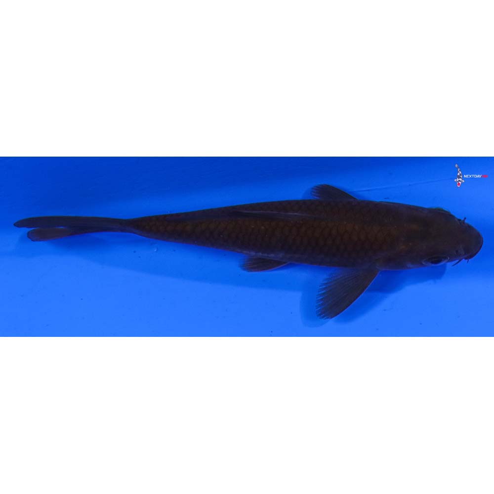 4” Imported Chagoi