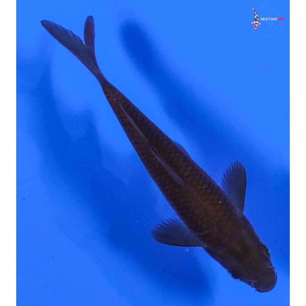 4” Imported Chagoi