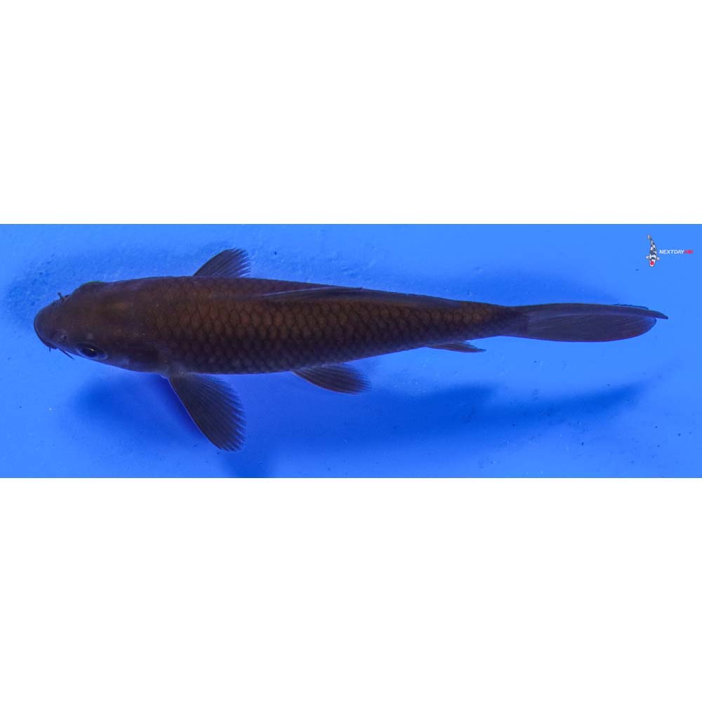 4” Imported Chagoi