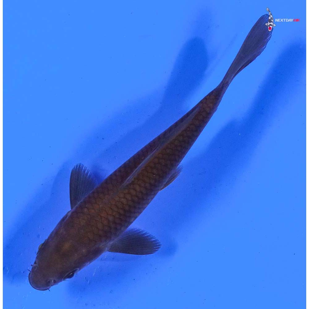 4” Imported Chagoi