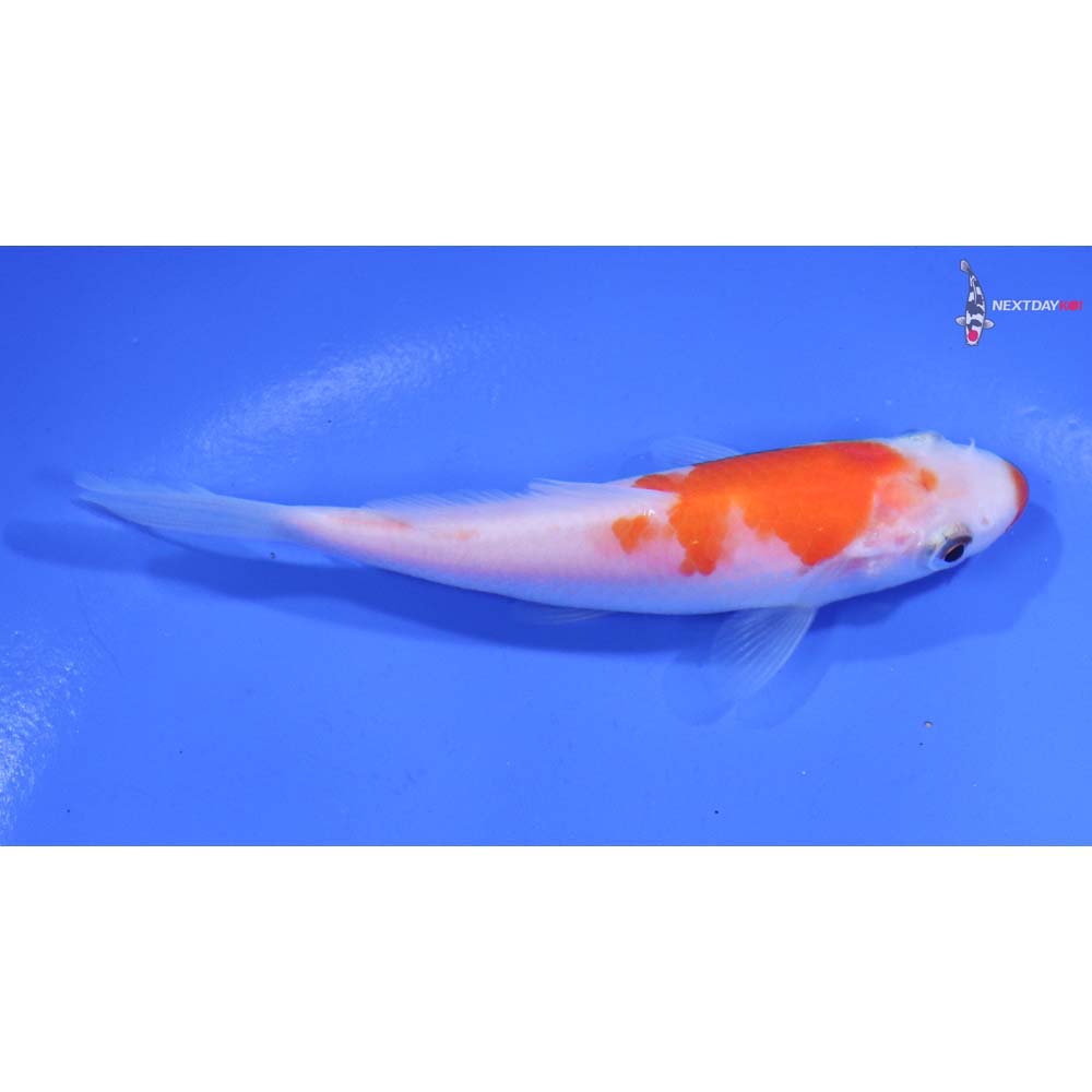 4” Imported Kohaku