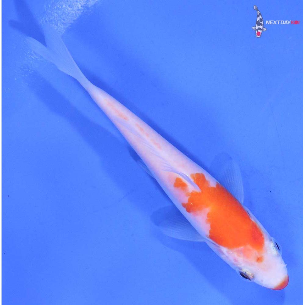4” Imported Kohaku