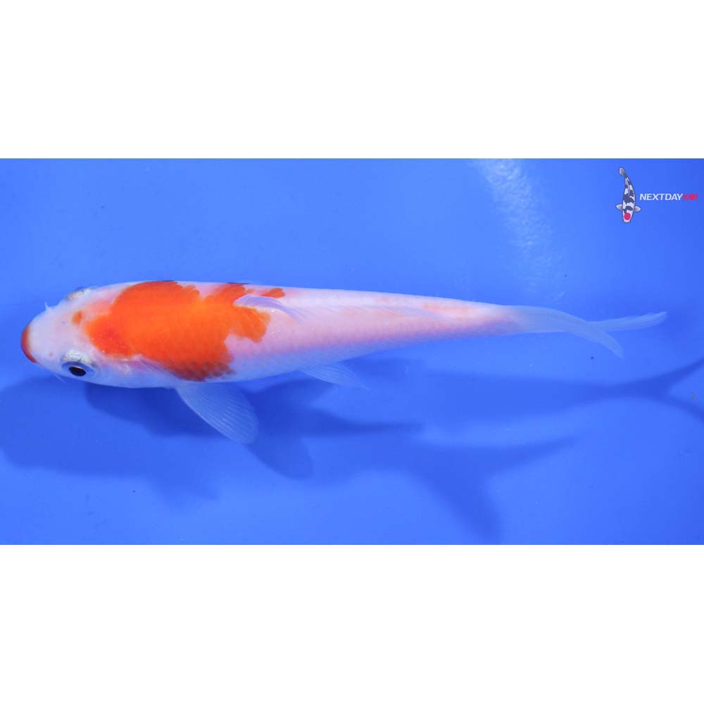 4” Imported Kohaku