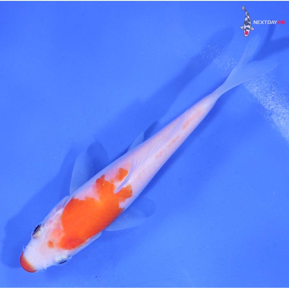 4” Imported Kohaku