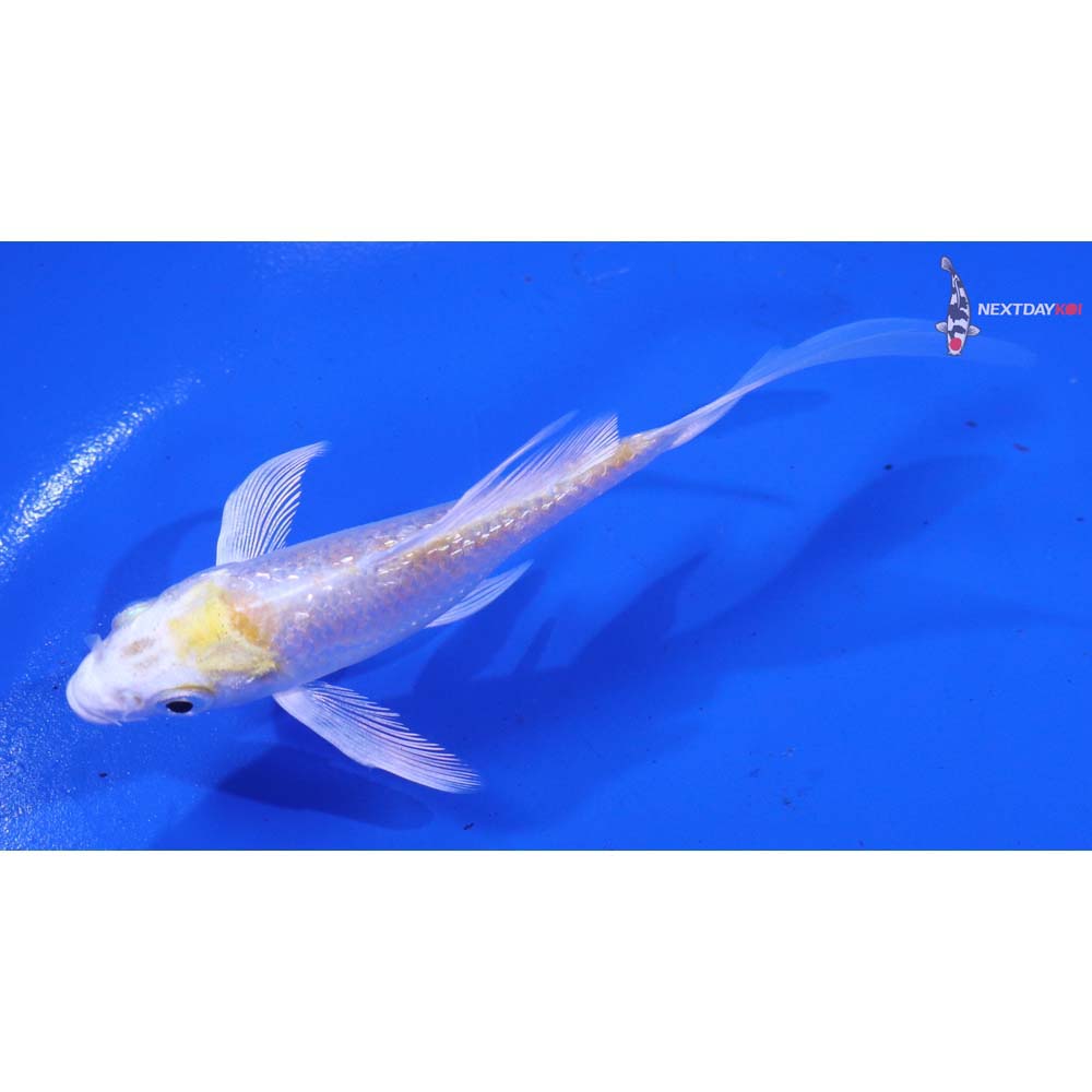 4” Imported Gin Rin Lemon Hariwake Butterfly Koi