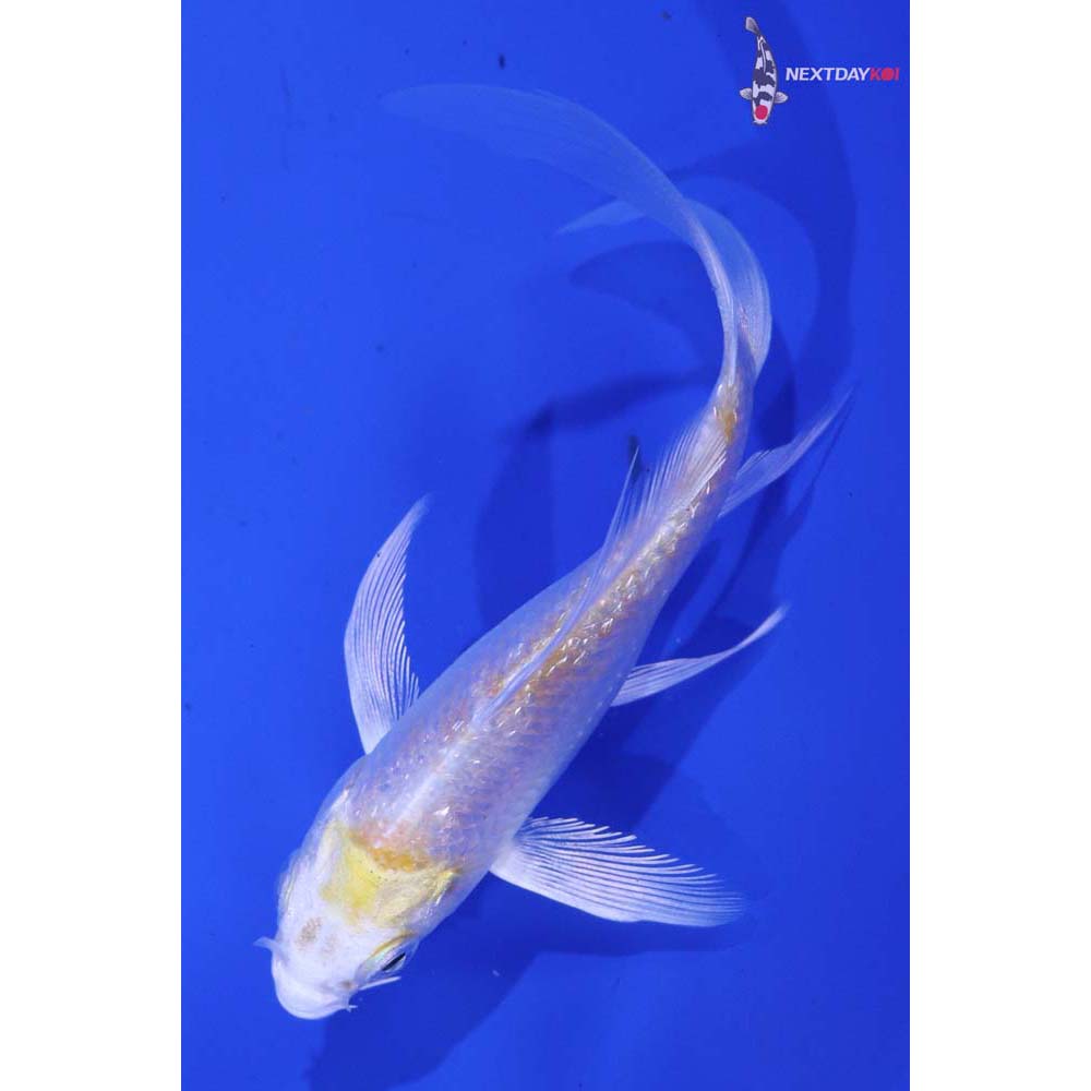 4” Imported Gin Rin Lemon Hariwake Butterfly Koi